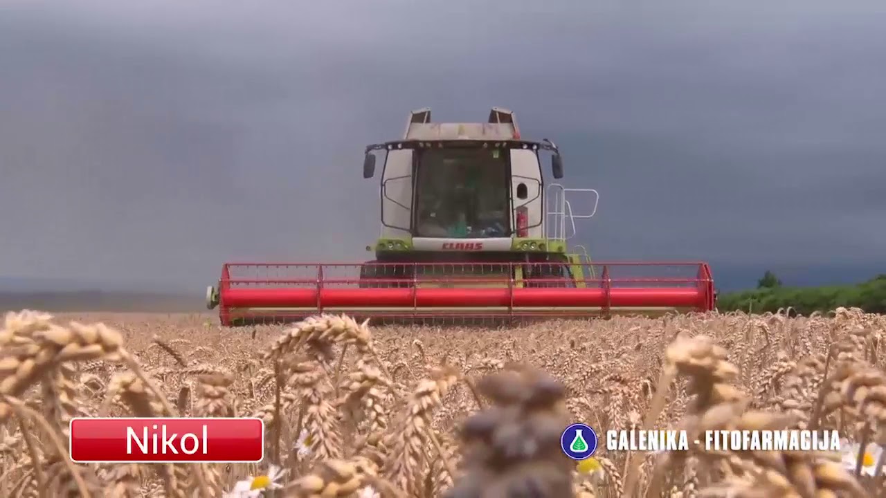 GALENIKA FITOFARMACIJA - sorte pšenice AVENUE i NIKOL