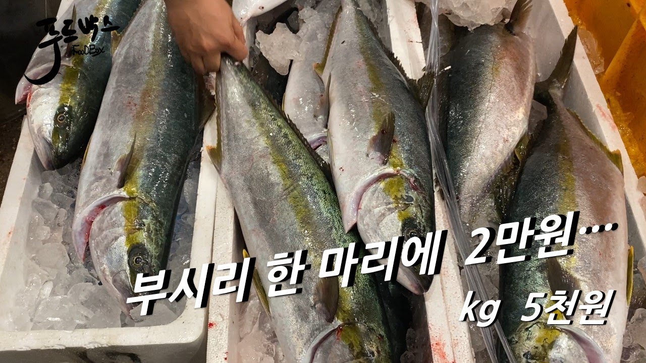 가성비 좋은 회 찾는다면 ... 부시리!!! (선어 아니에요)