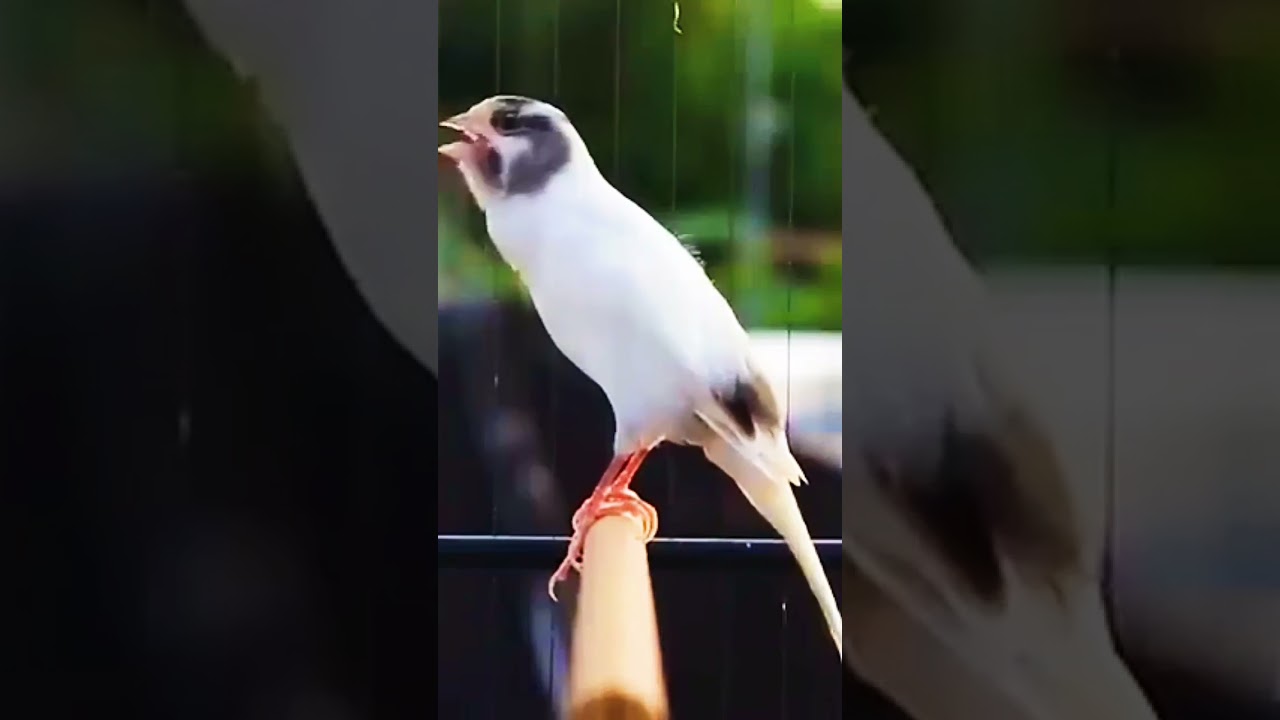 Canary bird singing | canary training song 