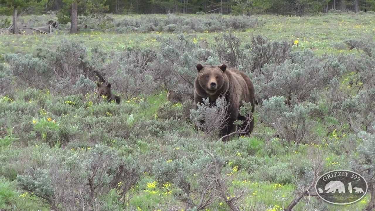 The Queen's Legacy - Grizzly 399