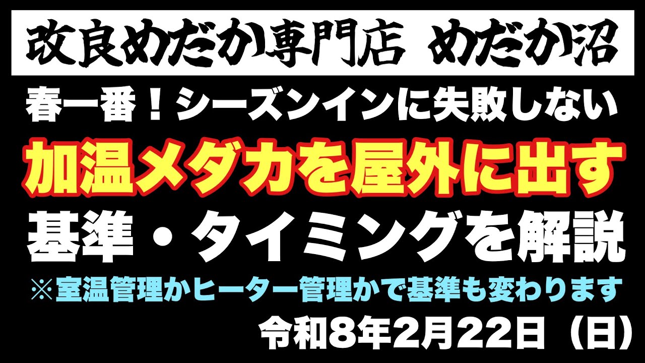【めだか】加温メダカを屋外に出すタイミング…めだか沼2026.2.22