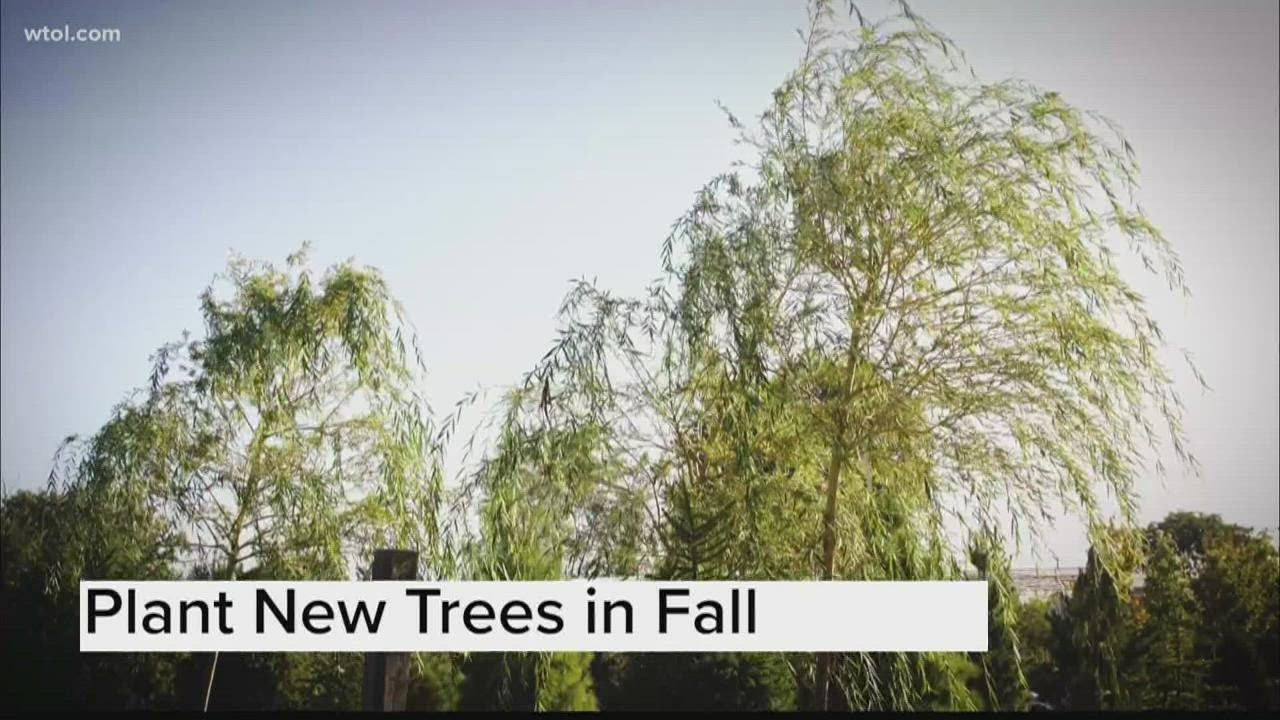 When is the best time to plant trees? | Go 419 Natures Corner