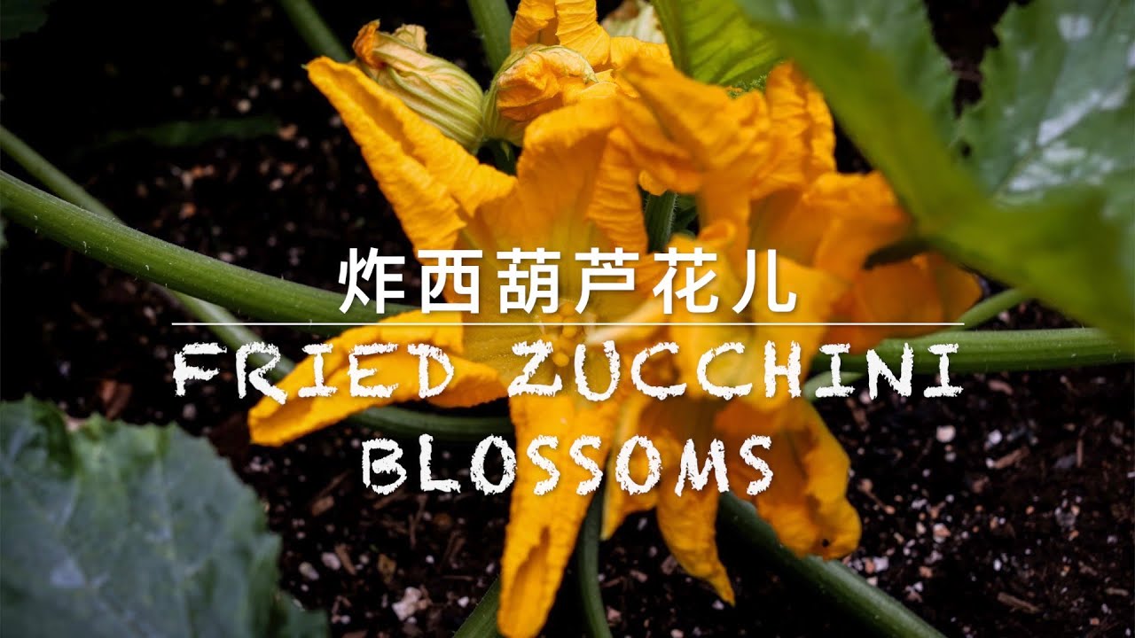 意大利传统小吃——炸西葫芦花儿 Fried Zucchini Blossoms 简单美味【从菜园到饭桌】