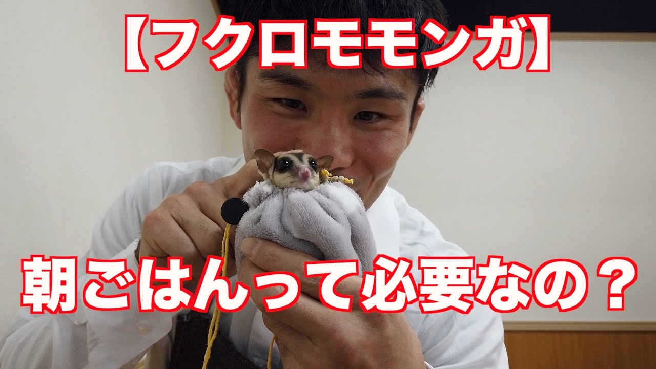 【フクロモモンガ】飼い方・質問回答［朝ご飯について］