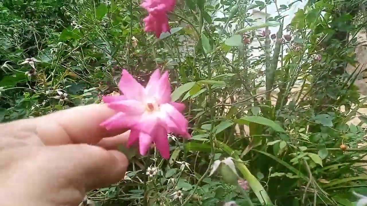 Veja este vídeo todo  ele vai fazer você mudar de vida 