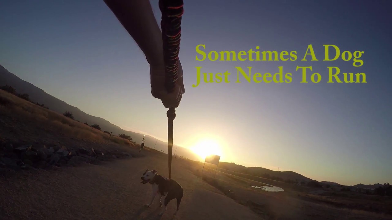 Urban Mushing! Have Fun With Your Dog!