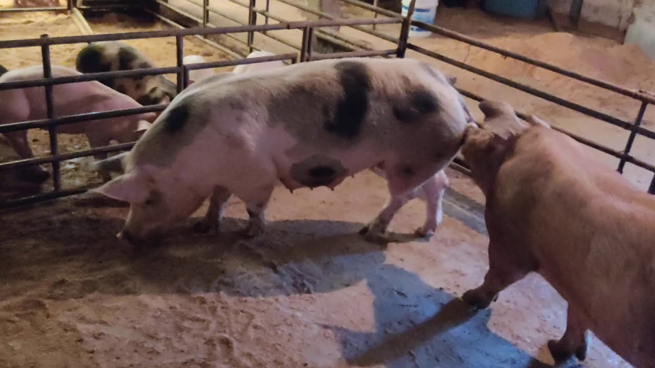 Pietrain x duroc
