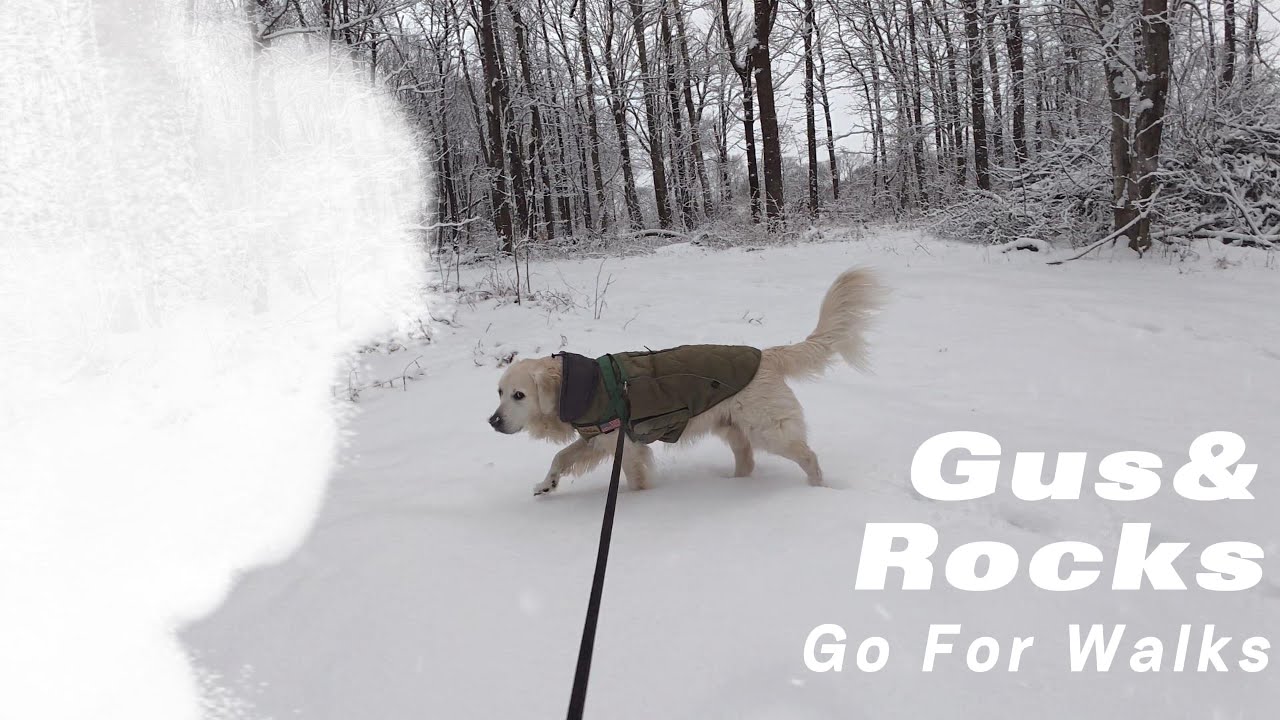 Gus and Rocks Go For Walks - Episode 19!