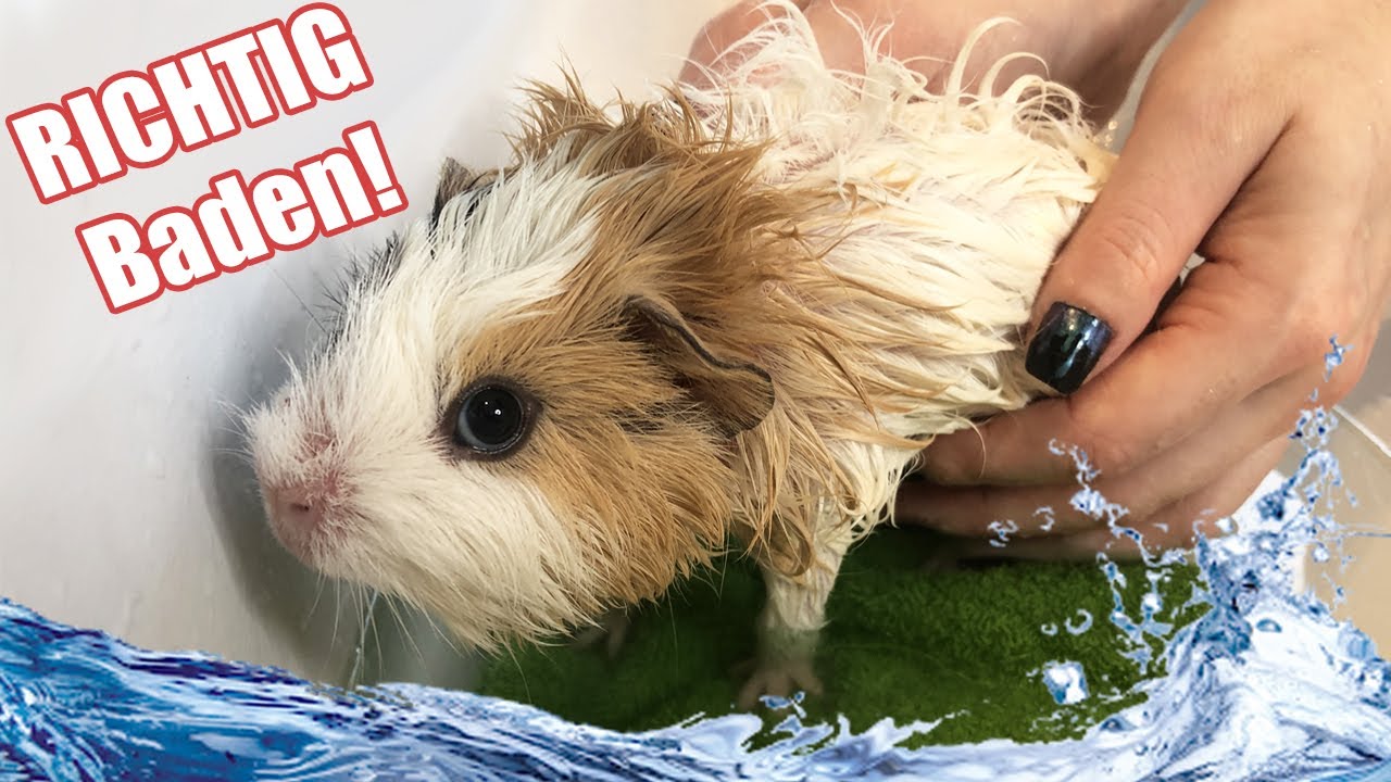 Meerschweinchen baden, aber halt RICHTIG | Die Meeries