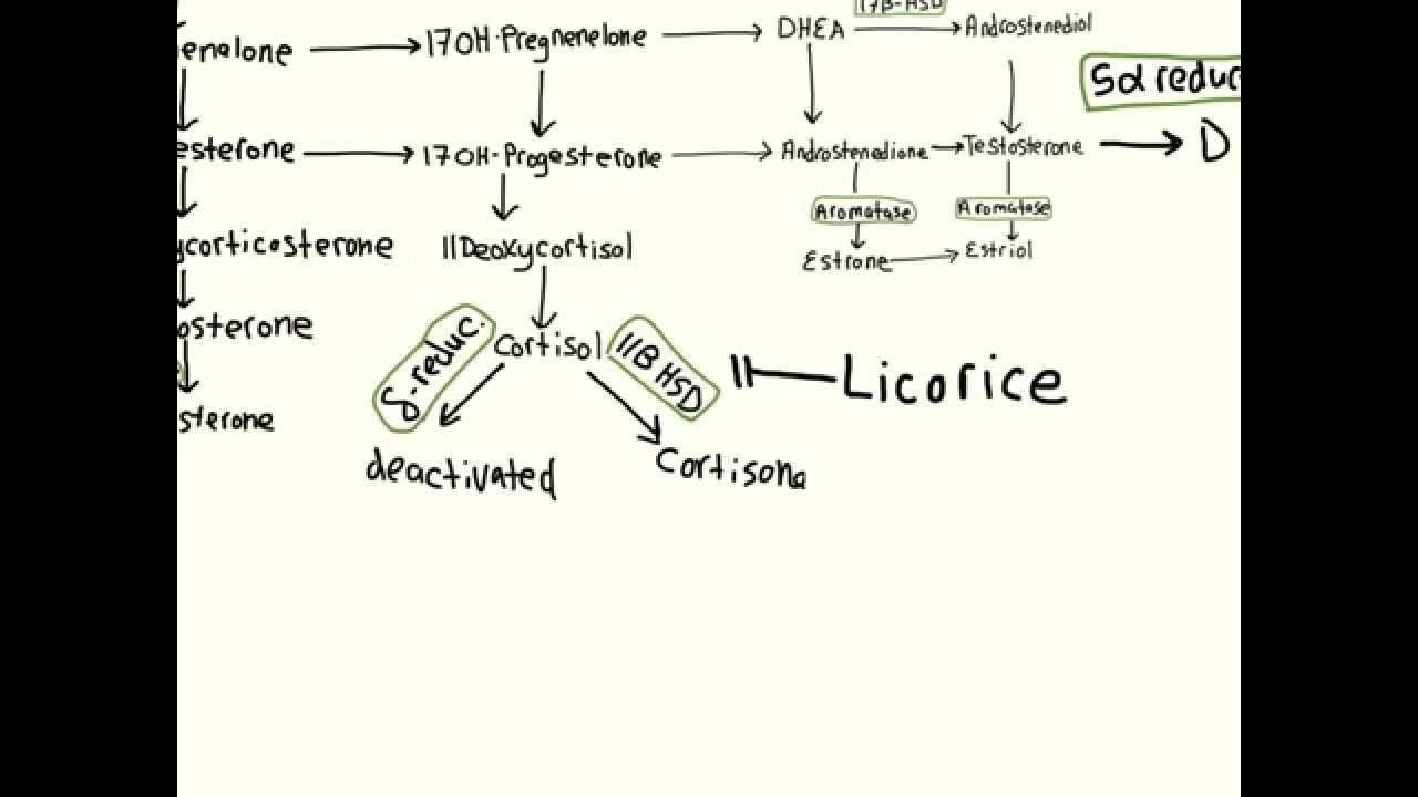Steroid Hormone Biosynthesis