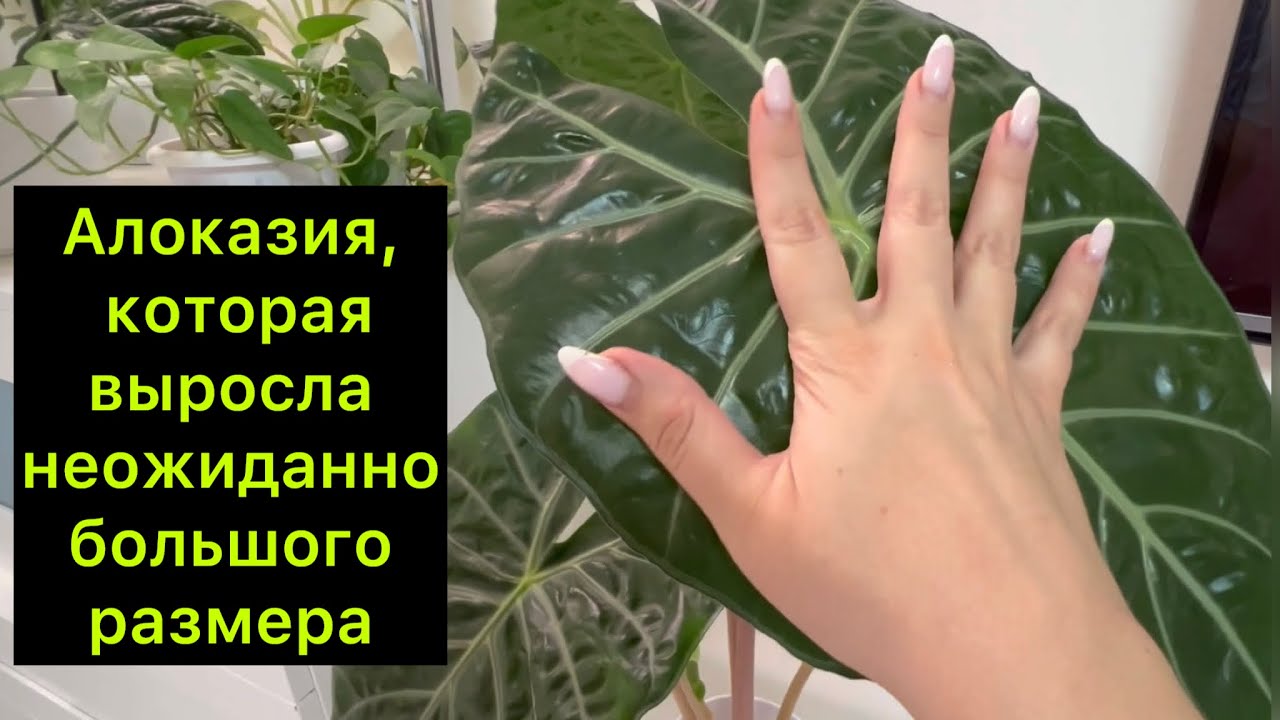 Алоказия, которая выросла неожиданно большого размера ￼/ #алоказия