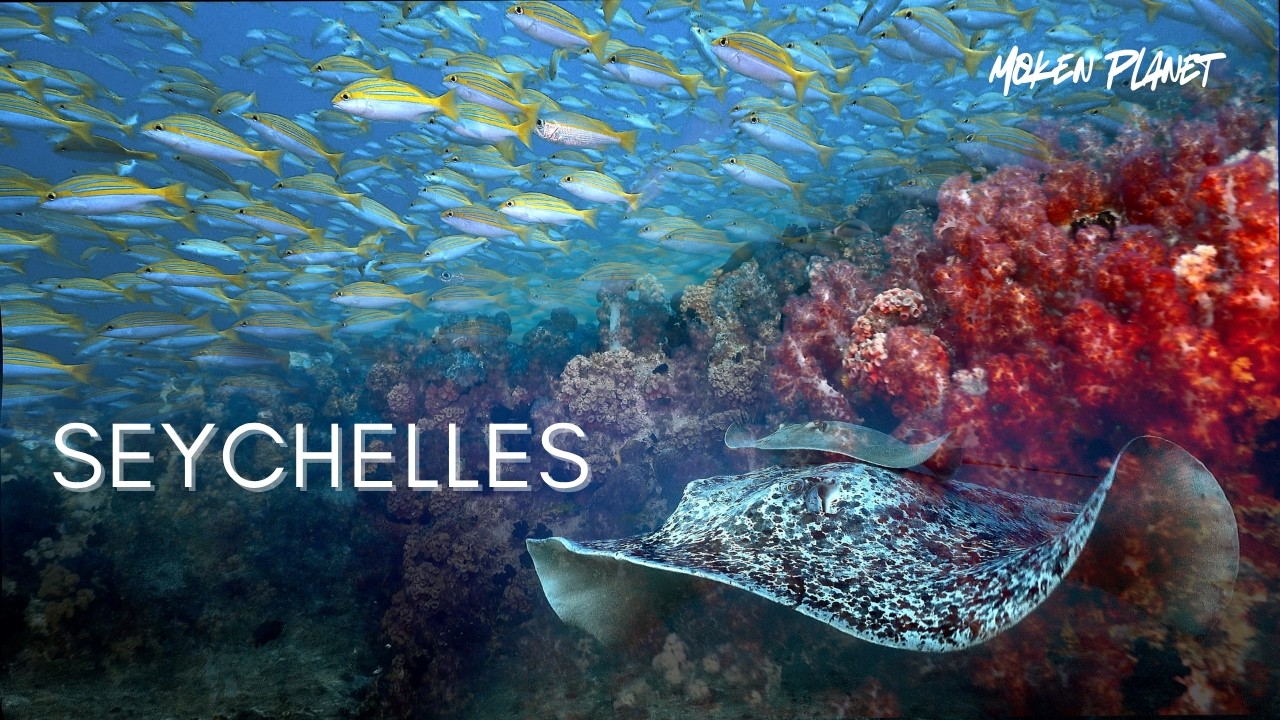 THE SEYCHELLES : A CINEMATIC BEAUTY︱INDIAN OCEAN BEST SCUBA DIVING ︱4K HDR VIDEO