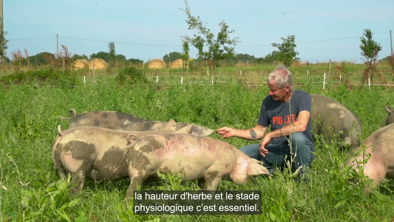 Pâturage tournant des porcs charcutiers à la Ferme du Cochon Bleu