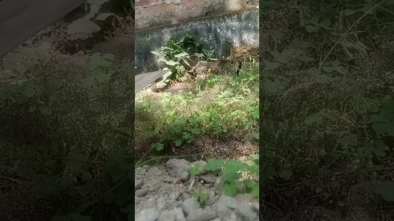 OMG😳ये चूहे के बिल से क्या निकल आया!! 
