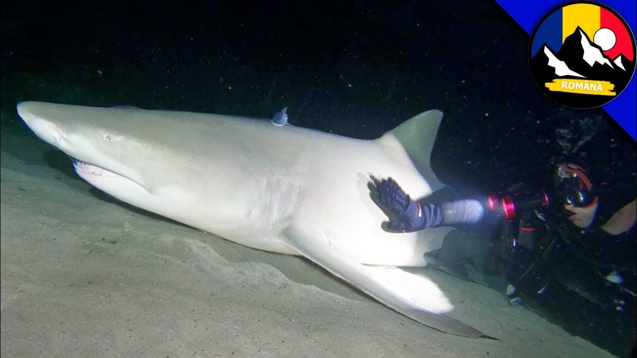 Scufundare de noapte cu rechini! Întâlnire cu Predatorul enorm | Lumea subacvatică 🌊🦈