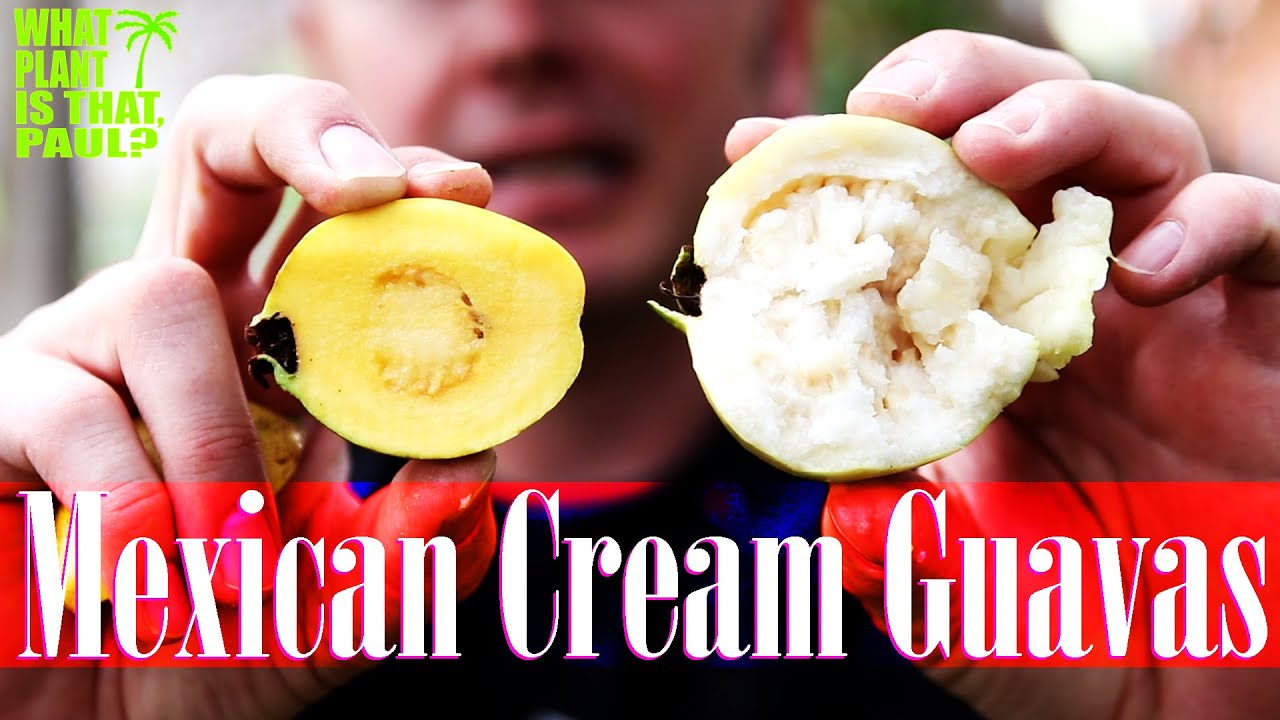 TASTING Mexican Cream Guavas ( So sweet, with a classic tropical flavor )