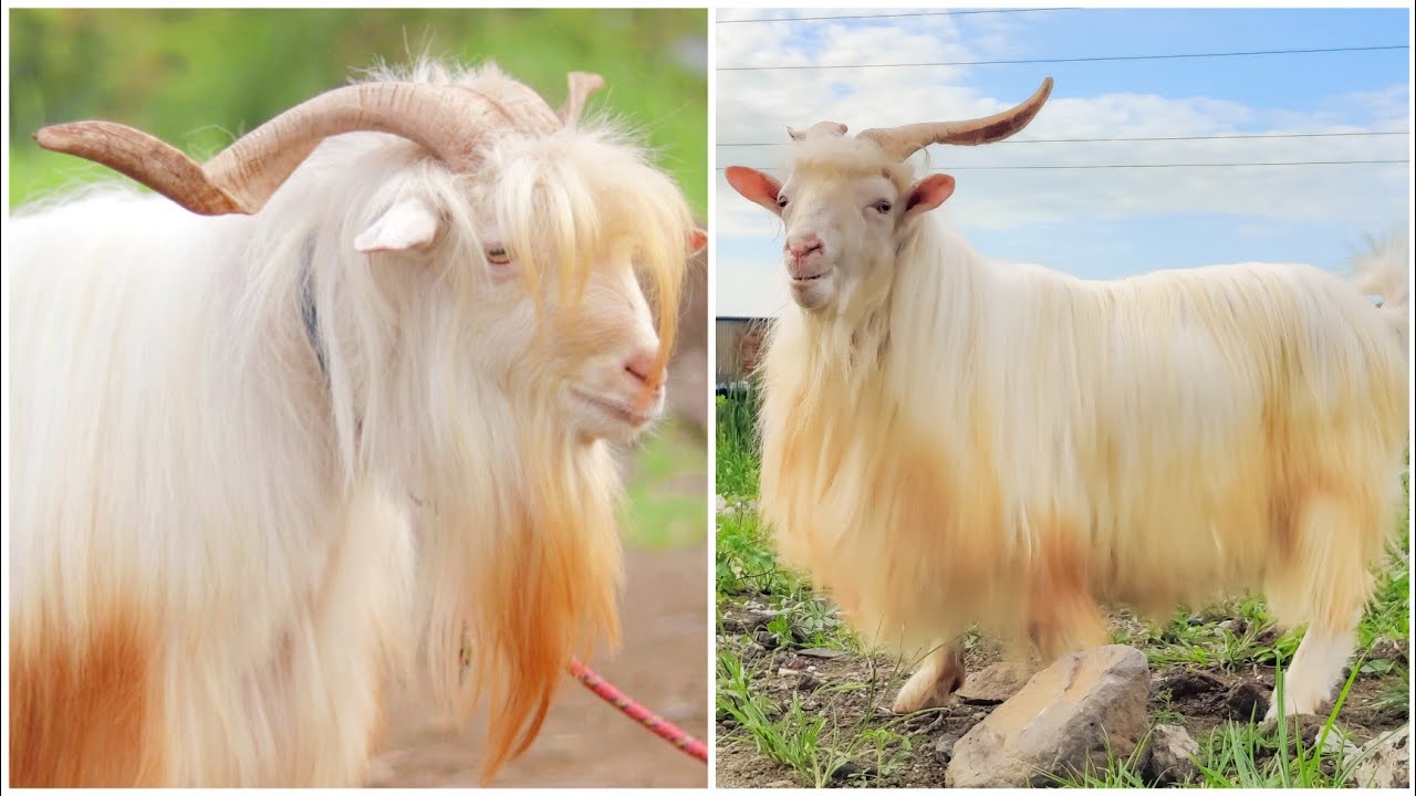 Most Beautiful Zing Jodi Jinn & Rocket at D Goat Farm