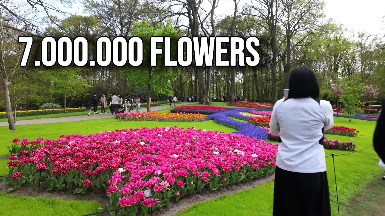 🌷 Keukenhof Tulip Bloom Stages – Complete 2025 Season Visual Guide (March–May)