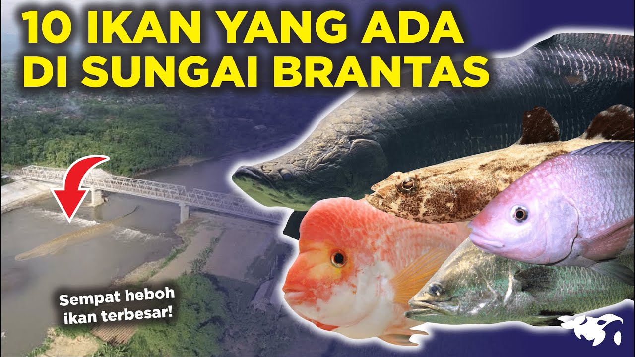 SEMPAT VIRAL! 10 IKAN YANG ADA DI SUNGAI BRANTAS INDONESIA, ADA ARAPAIMA PREDATOR RAKSASA?
