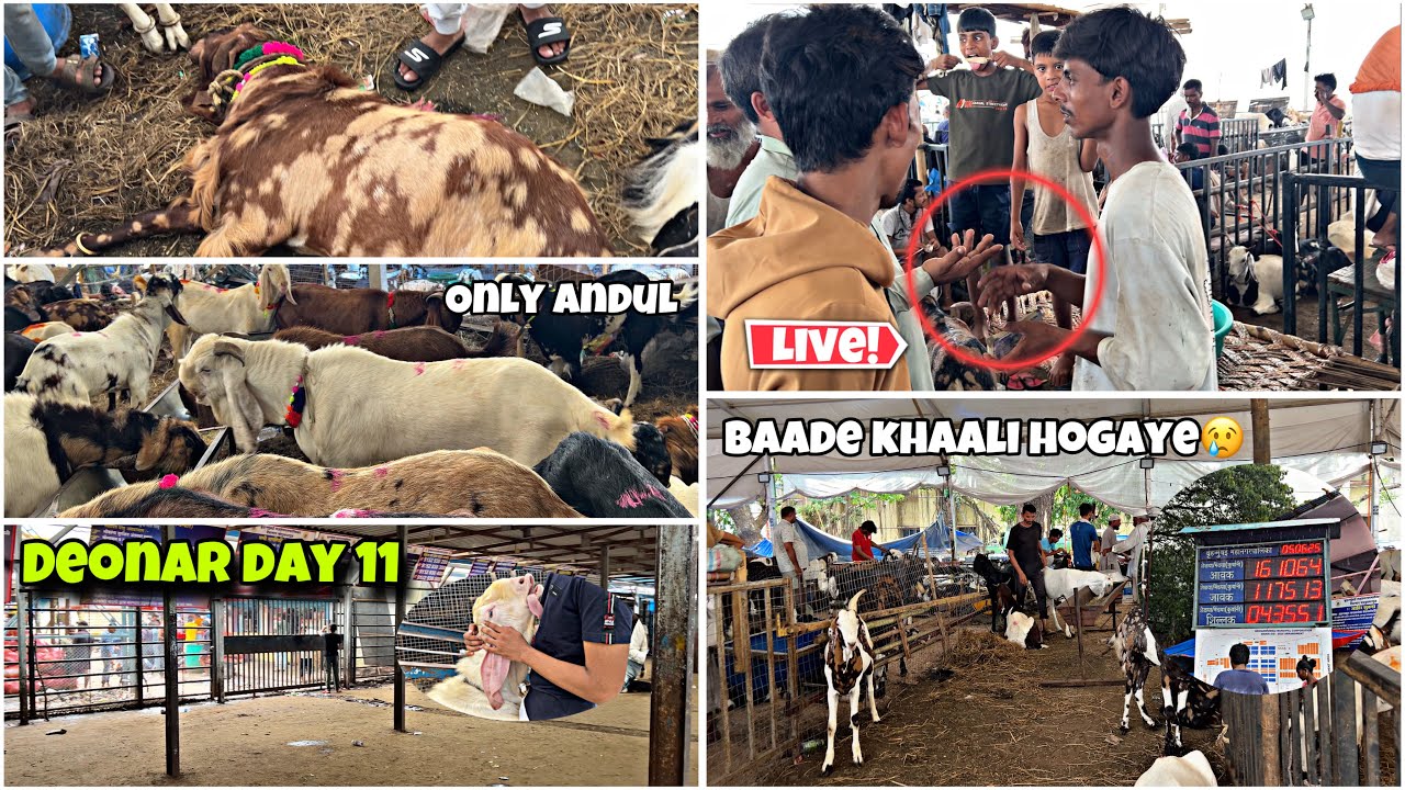 DEONAR BAKRA MANDI 2025 THURSDAY DAY 11 LIVE UPDATE || DEONAR KHAALI HOGAYA || ZAID ANSARI VLOGS