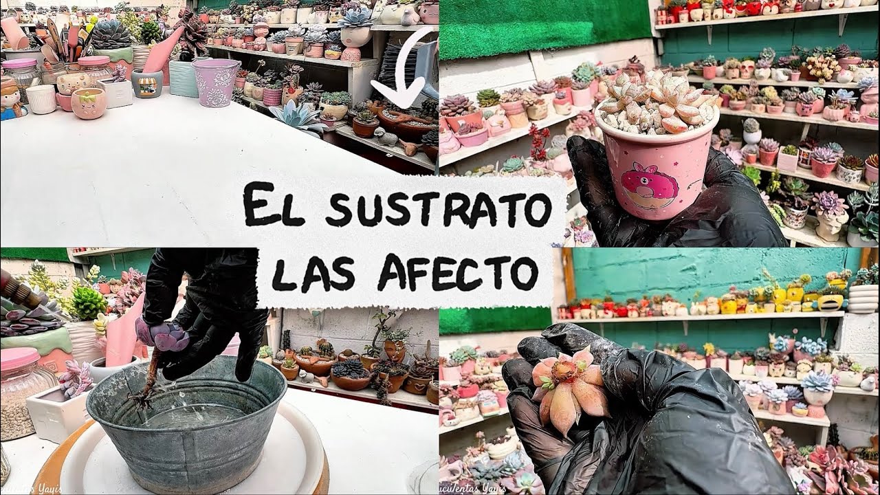 Ellas necesitan cariño / trasplante y mantenimiento de suculentas 