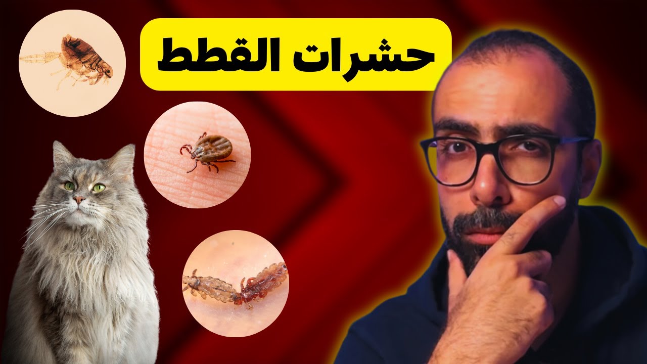 حشرات القطط و علاجها | الدليل الكامل بالصور