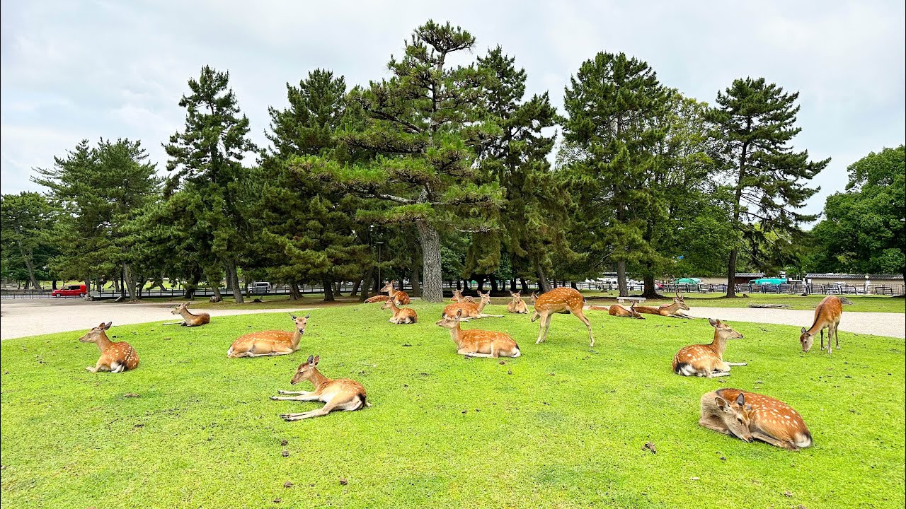 Cosa vedere a Nara 🇯🇵 ep7