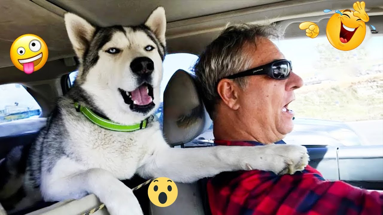 These Dogs Prove They’re the Kings of Comedy 🐶😂 #35