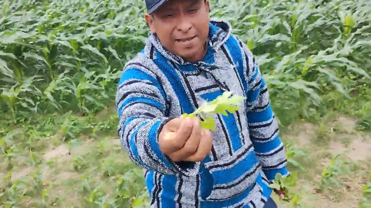 Pablo Espinoza El Puritito Traqueteo - Checando La Milpa