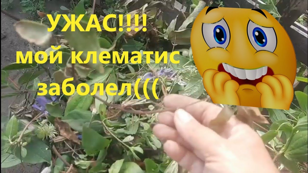 Вилт, опасная болезнь, спасаю клематисы.