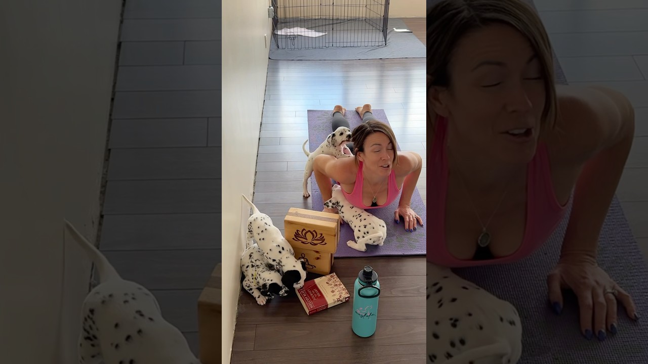 Dalmatians take over yoga class! 🐾😂 