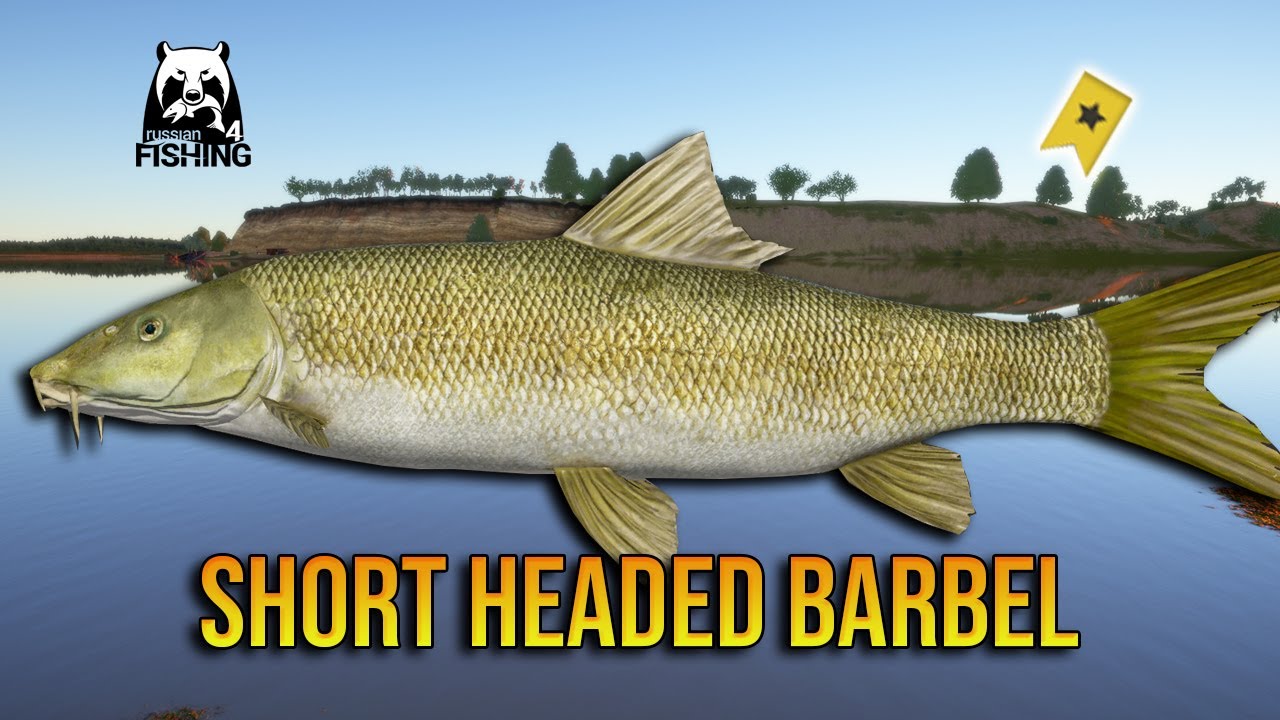 Short Headed Barbel Trophy at Akhtuba River - Russian Fishing 4