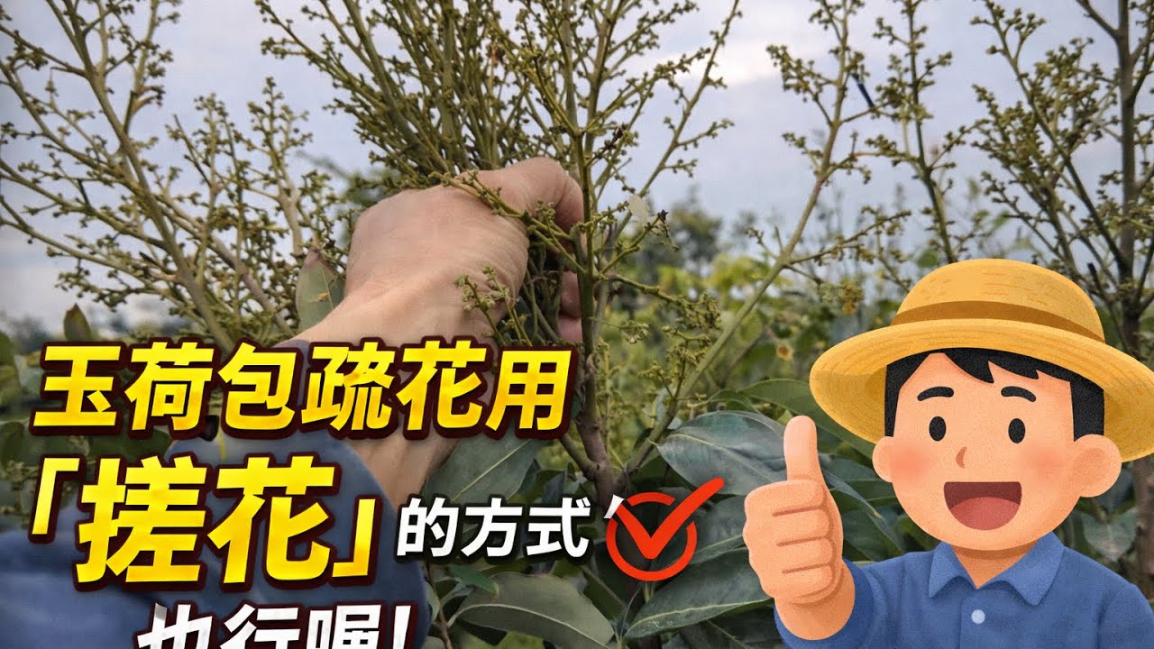 玉荷包疏花用「搓花」的方式也行喔！￼2026年2月27日