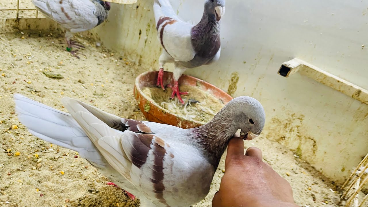  My pigeon is angry with me 😡🕊️|| আজ আমার কবুতর  আমার সাথে রাগ করেছে🤣| Village  pigeon farm 