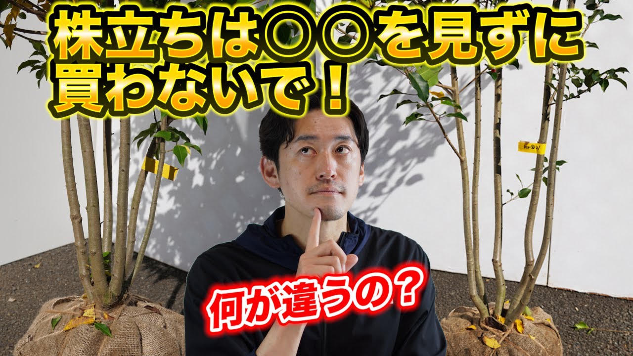 【本株信者の方、寄せ株と本株の違いを知らない方】徹底解明！本株と寄せ株はどっちを選ぶべきか？