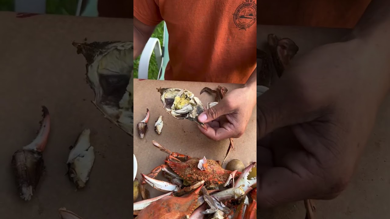 How To Pick a Crab, MARYLAND STYLE! 🦀