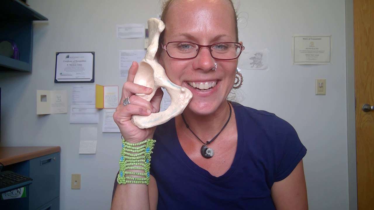 Human Anatomy 1 Lab:  Right coxal bone