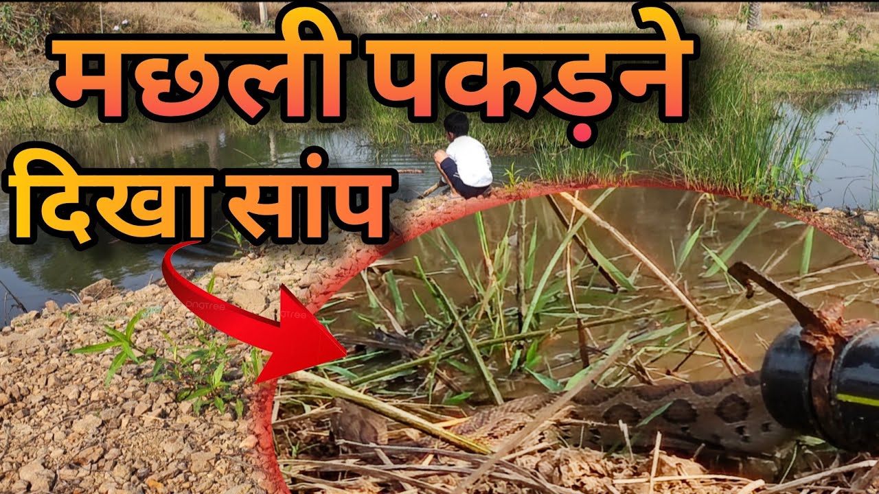 मछली पकड़ने की तैयारी दिखा सांप l Bikki27 