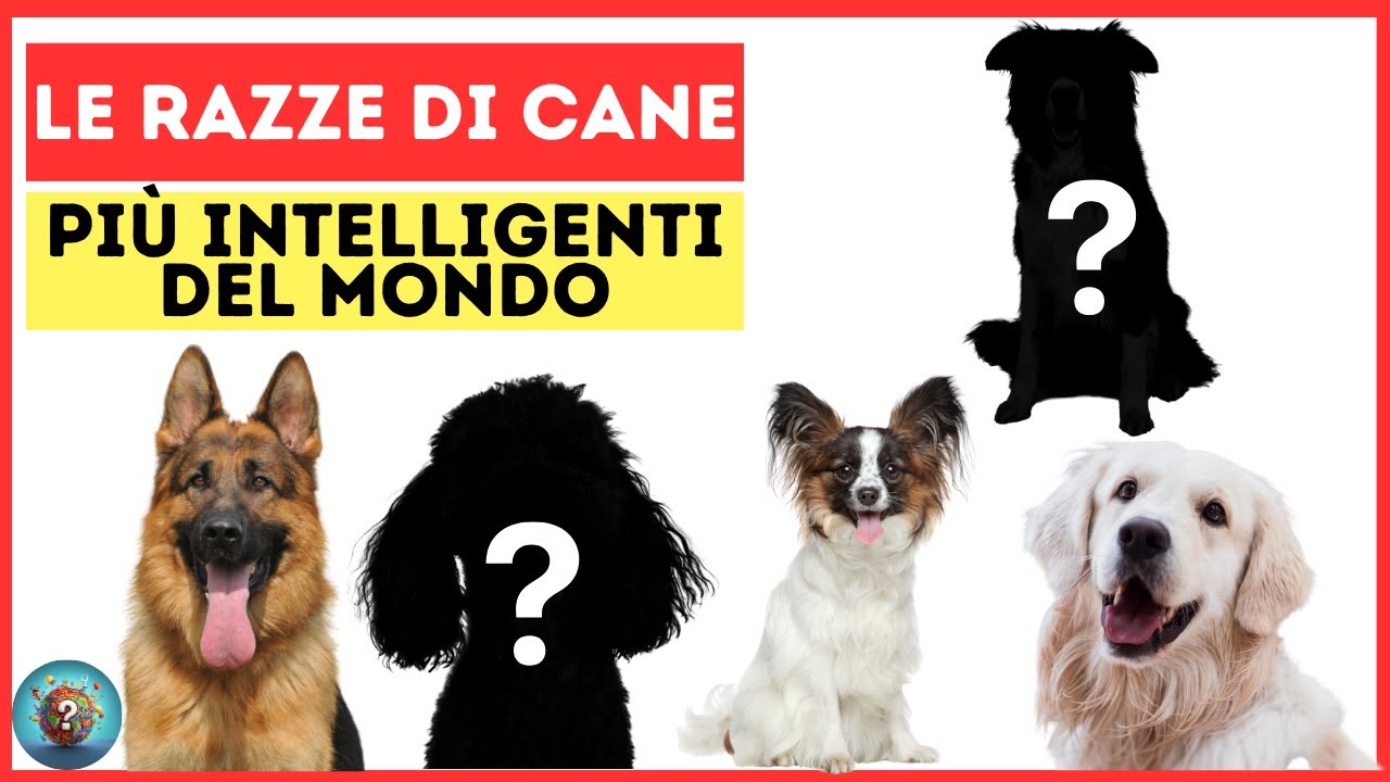 Le 5 Razze di CANI pi&ugrave; INTELLIGENTI del Mondo e Come Addestrarle !