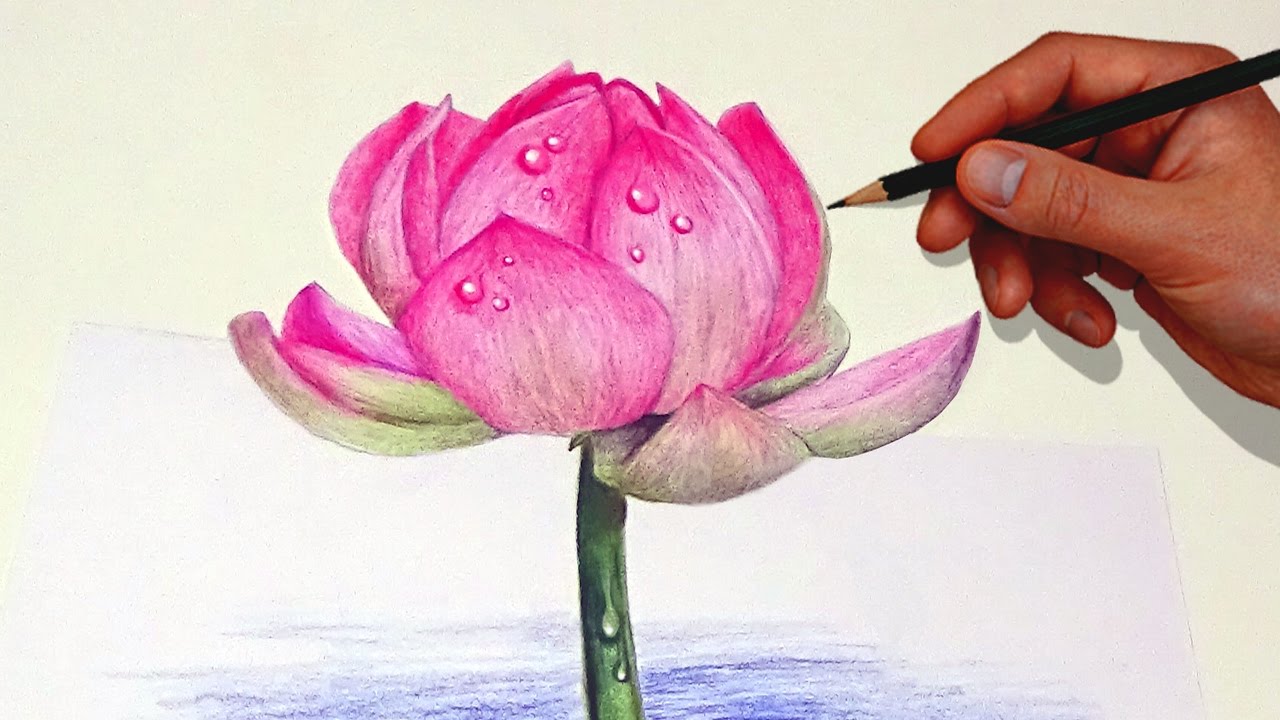 Drawing A Lotus Flower With Simple Colored Pencils |