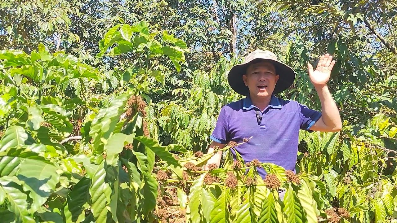 Xử lí rệp sáp, muội đen trên cây cà phê hiệu quả 