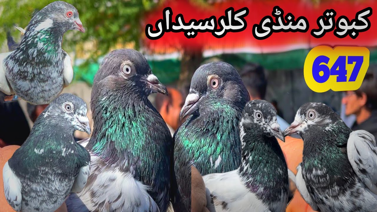 647 Monday Kabootar Mandi Kallar Syedan | Today 16/3/2026 | Latest Update High Flyer Pigeon Market 