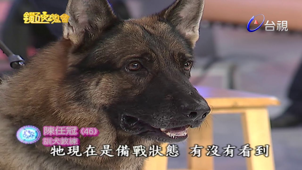 狼犬才藝表演、花式溜溜球特技表演｜鑽石夜總會