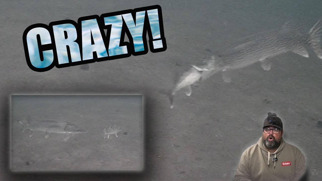 Perch Fishing with the Camera!  | SOMETHING AMAZING HAPPENED!