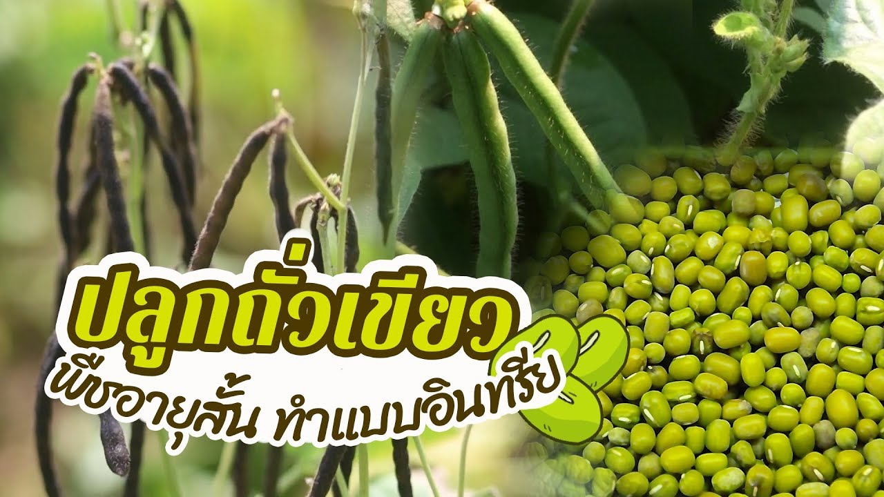 ขุมทรัพย์ใต้แผ่นดินปี62 ตอนที่43 ปลูกถั่วเขียว พืชอายุสั้น ทำแบบอินทรีย์