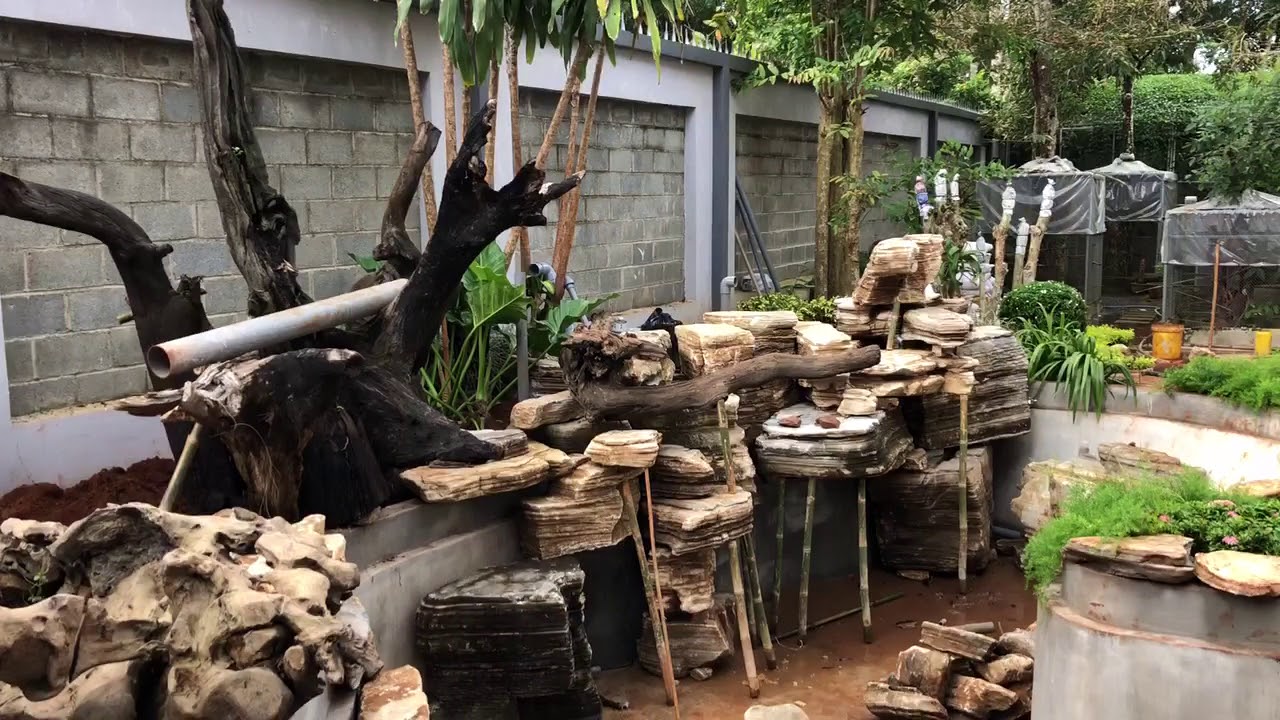 THI CÔNG TRANG TRÍ SÂN VƯỜN & HỒ CÁ KOI NHÀ ANH TÍN , LỘC NINH NGÀY 1/10/2018