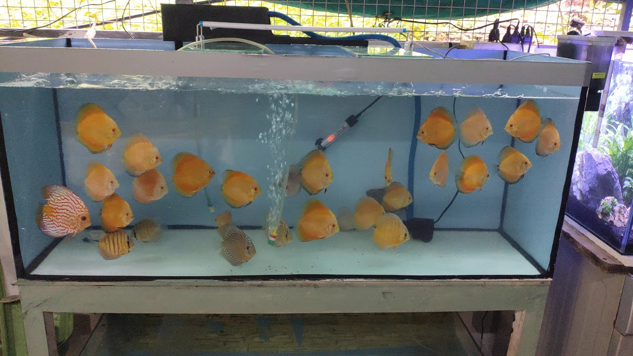 Some brood stocks not for sale