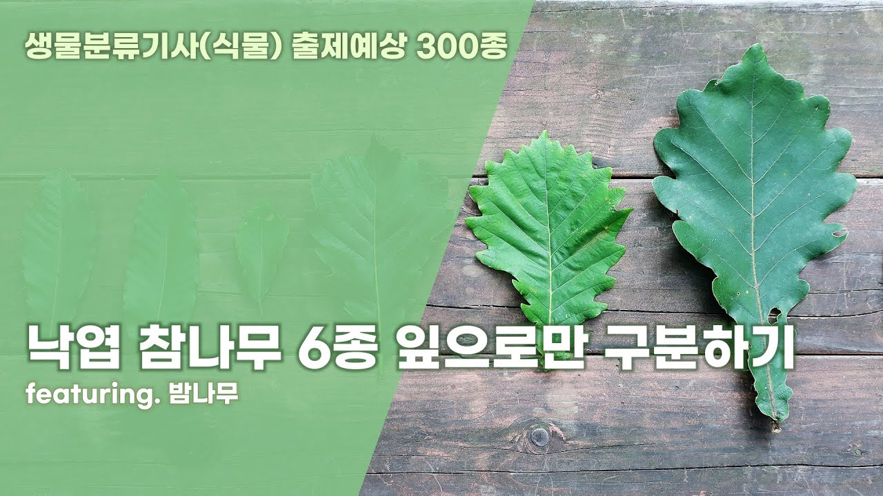 낙엽 참나무 6종
