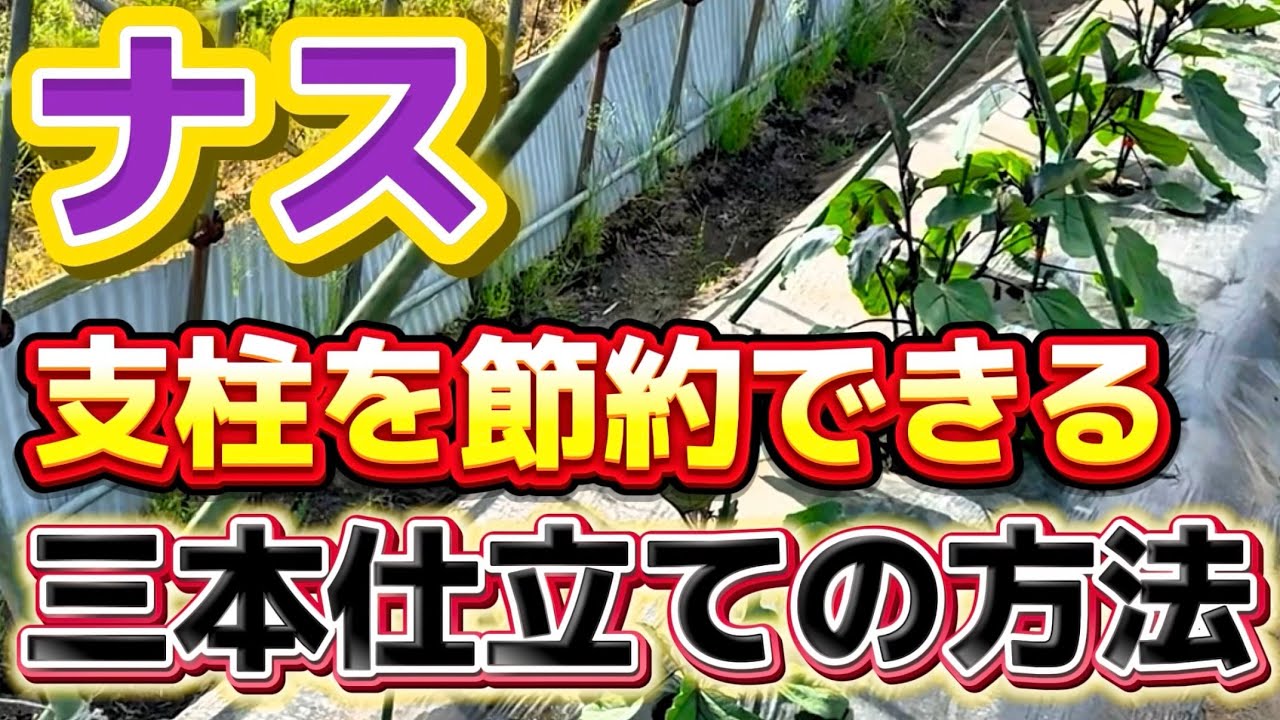 【ナス】三本仕立てでも支柱を節約できる！超簡単な支柱の立て方をご紹介します