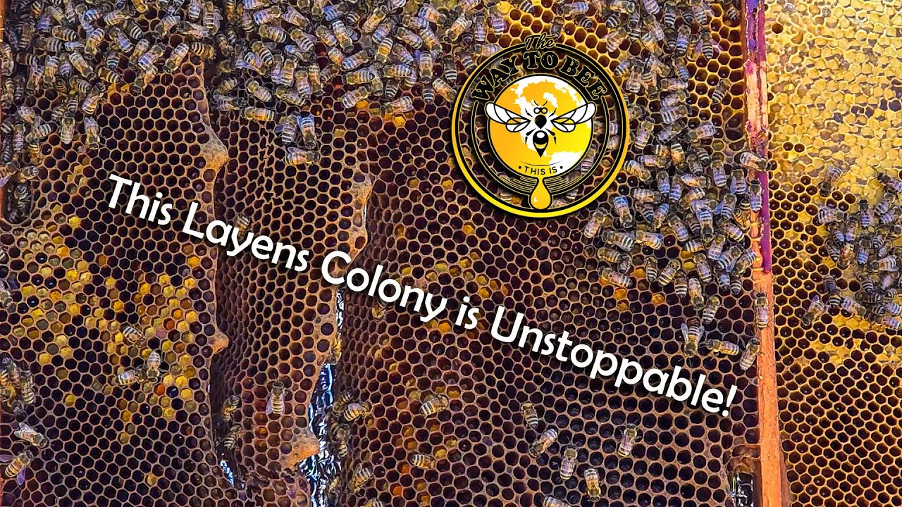 Layens Hive Inspection April 30th 2025 No Swarm Cells yet.